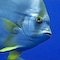 Batfish